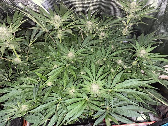 TropicanaCookieFast. Week 9 - 30.11