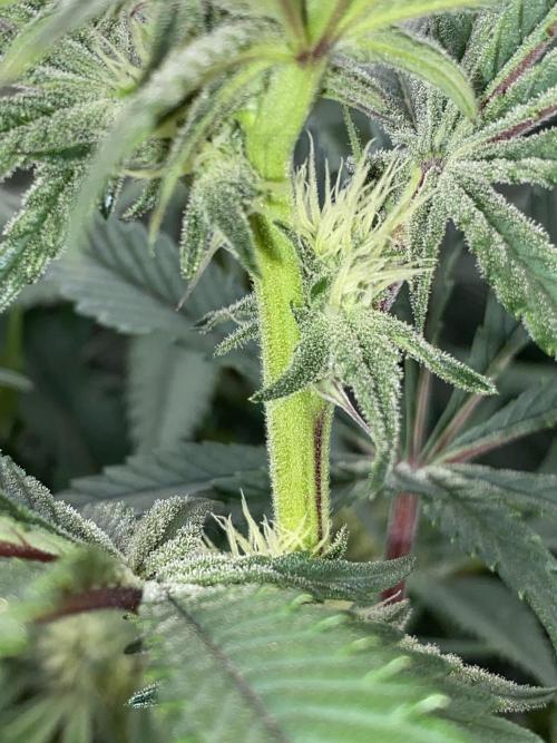 GorillaZ. Week 8 - 30.11