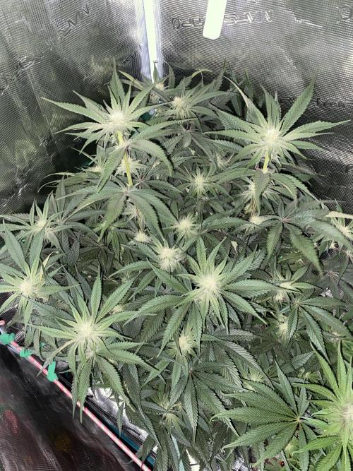 GorillaZ. Week 8 - 30.11