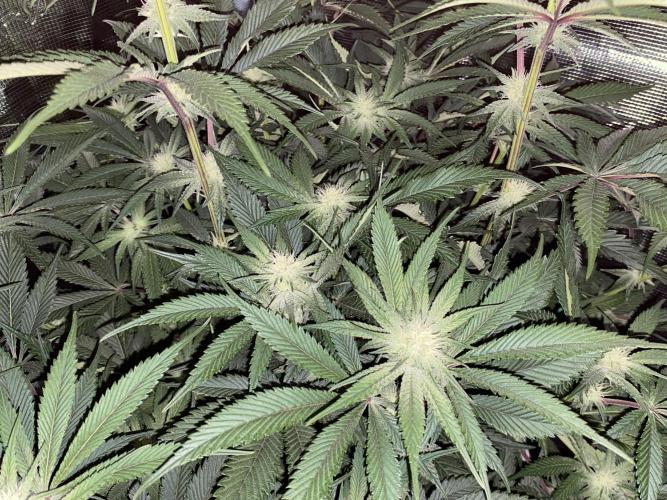 GorillaZ. Week 8 - 30.11