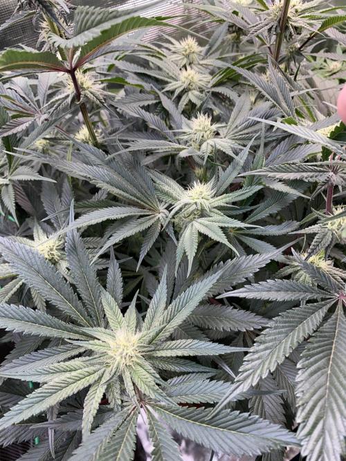 GorillaZ. Week 8 - 03.12