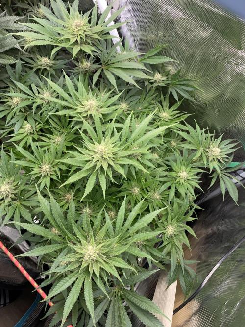 TropicanaCookieFast. Week 10 - 04.12