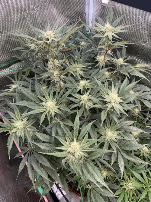 GorillaZ. Week 9 - 04.12