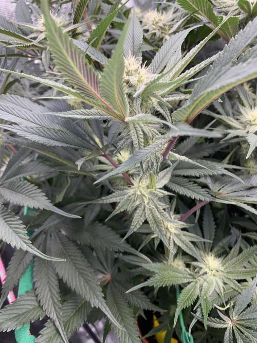 GorillaZ. Week 9 - 04.12