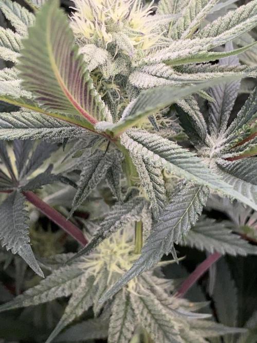 GorillaZ. Week 9 - 04.12