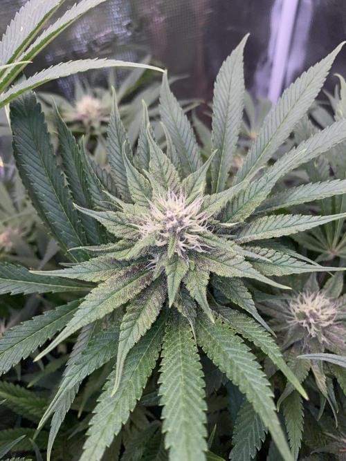 TropicanaCookieFast. Week 10 - 04.12