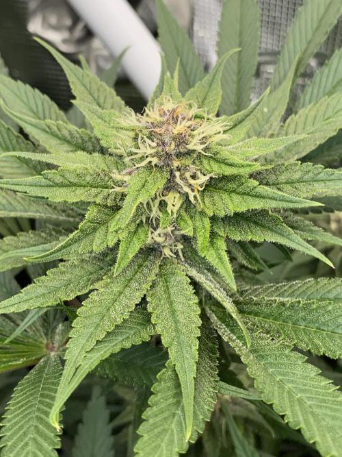 TropicanaCookieFast. Week 10 - 08.12