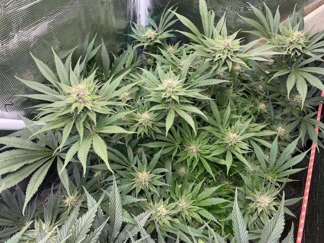 TropicanaCookieFast. Week 10 - 08.12