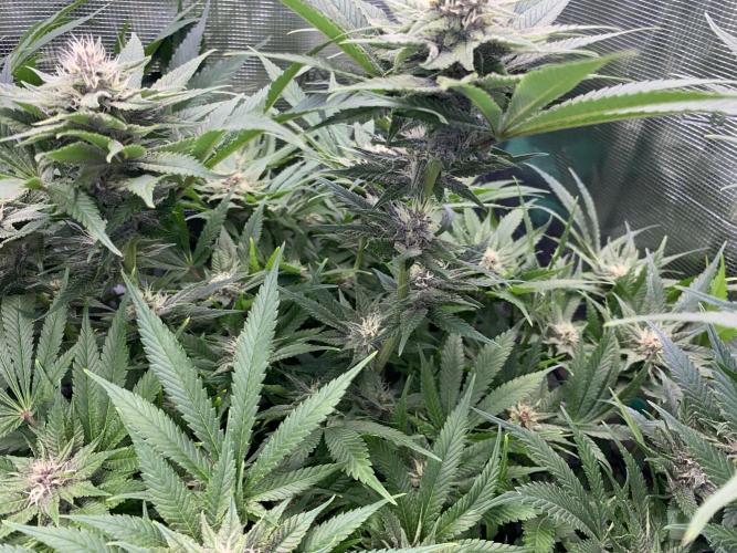 TropicanaCookieFast. Week 10 - 08.12