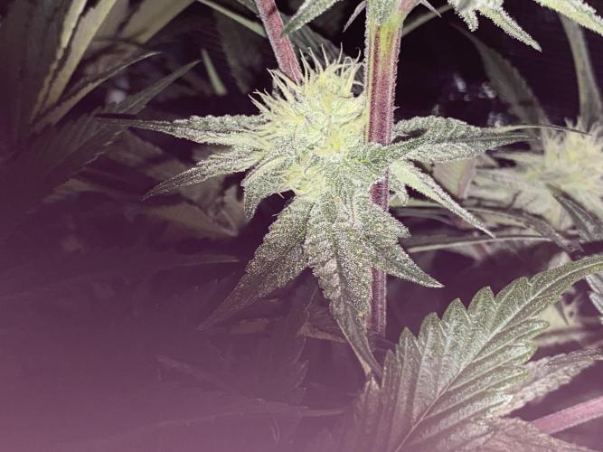 GorillaZ. Week 9 - 08.12