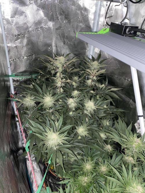 GorillaZ. Week 9 - 08.12