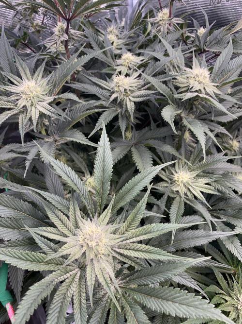 GorillaZ. Week 9 - 08.12