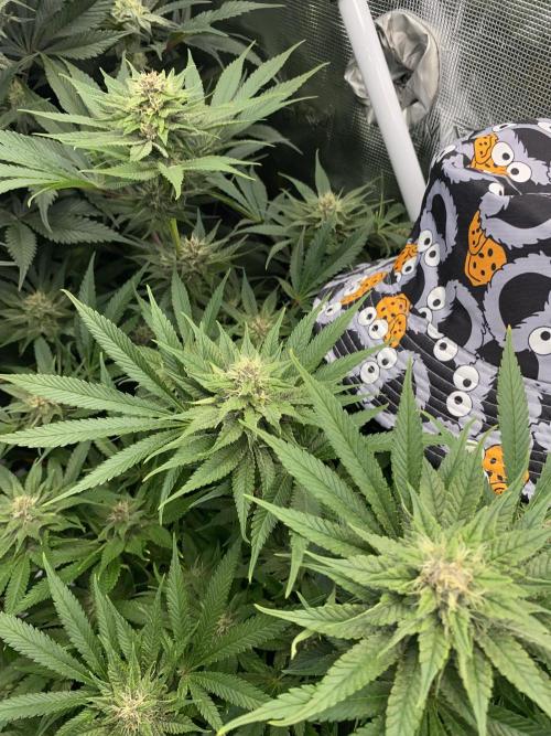 TropicanaCookieFast. Week 10 - 08.12