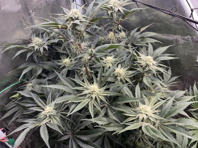 GorillaZ. Week 9 - 08.12