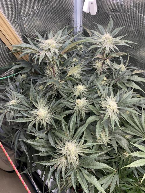 GorillaZ. Week 10 - 12.12