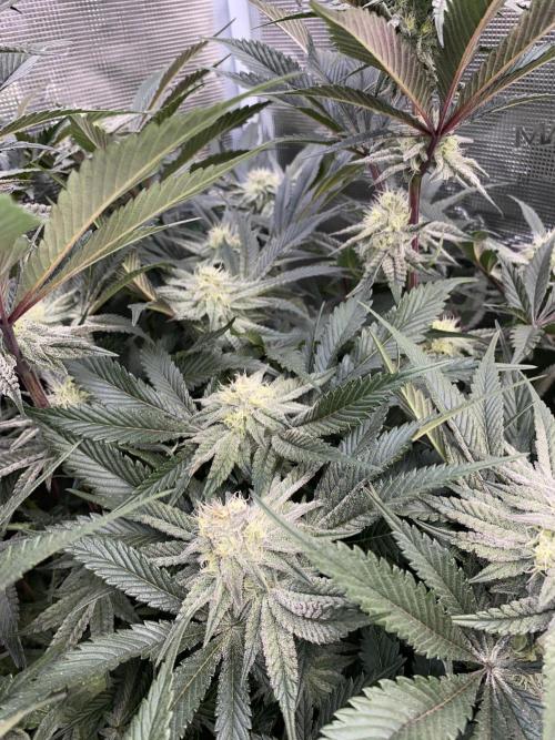 GorillaZ. Week 10 - 12.12