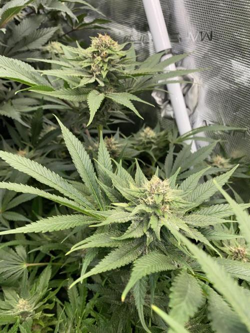 TropicanaCookieFast. Week 11 - 12.12