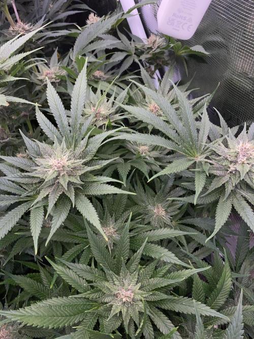 TropicanaCookieFast. Week 11 - 12.12