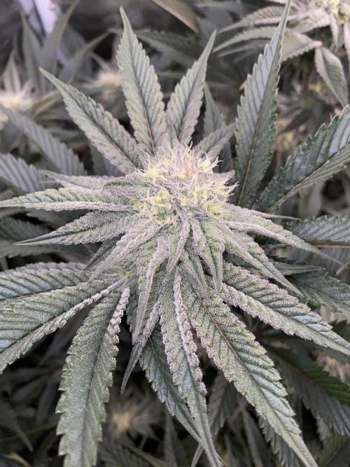 GorillaZ. Week 10 - 12.12