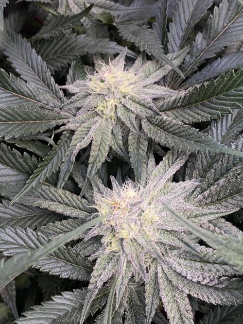 GorillaZ. Week 10 - 12.12