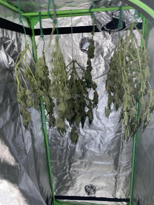 TropicanaCookieFast. Week 12