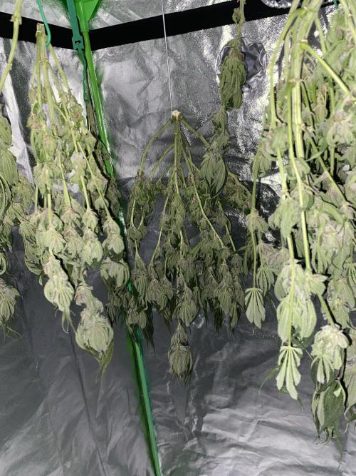 TropicanaCookieFast. Week 12