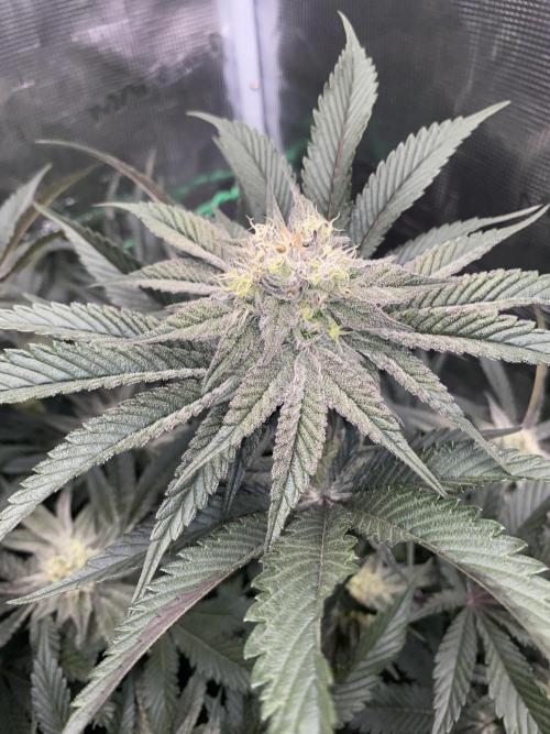 GorillaZ. Week 10 - 15.12