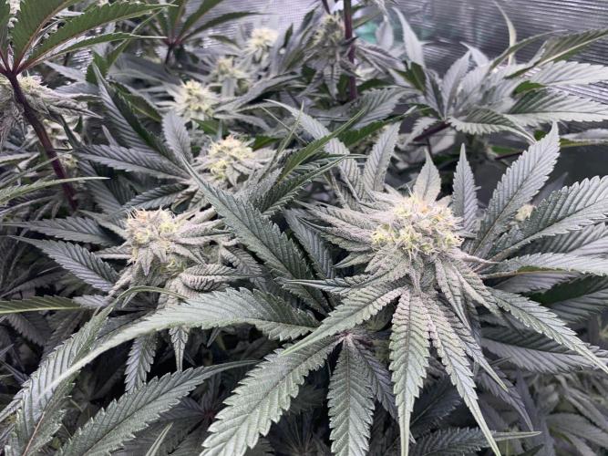 GorillaZ. Week 10 - 15.12