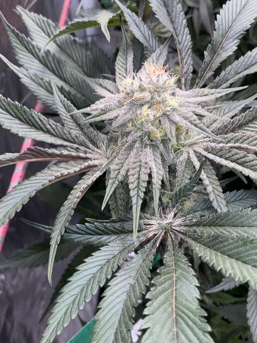 GorillaZ. Week 10 - 17.12