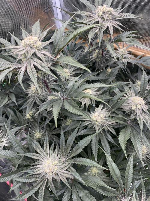 GorillaZ. Week 10 - 17.12