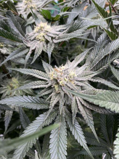 GorillaZ. Week 11 - 18.12