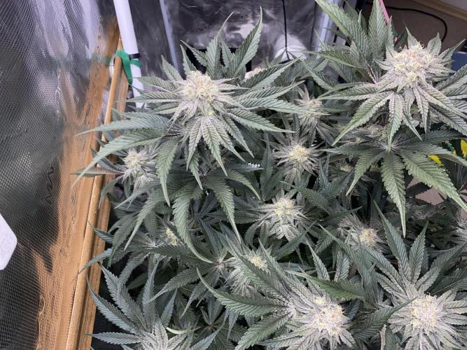 GorillaZ. Week 11 - 18.12