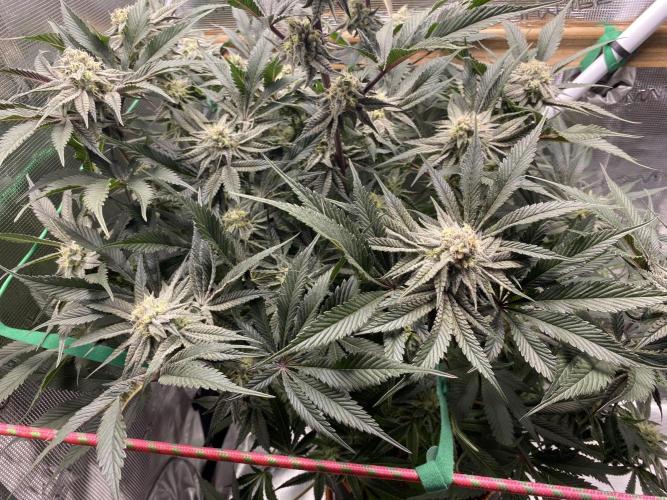 GorillaZ. Week 11 - 18.12