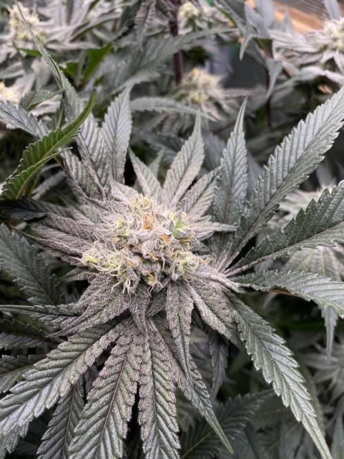 GorillaZ. Week 11 - 18.12