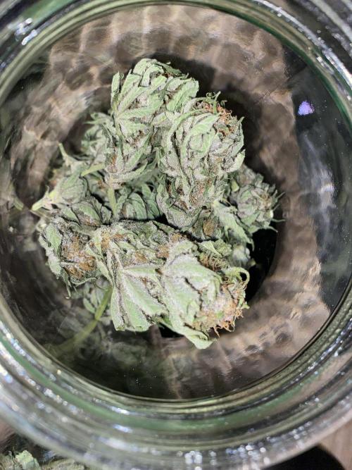 TropicanaCookieFast. Week 12