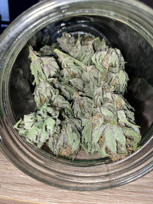 TropicanaCookieFast. Week 12