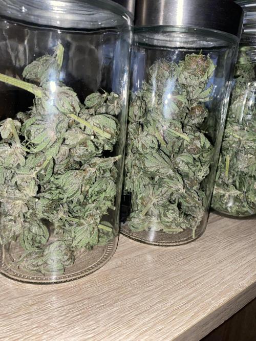 TropicanaCookieFast. Week 12