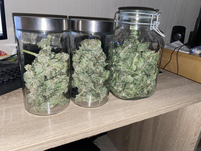 TropicanaCookieFast. Week 12