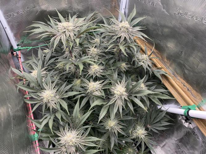 GorillaZ. Week 11 - 20.12