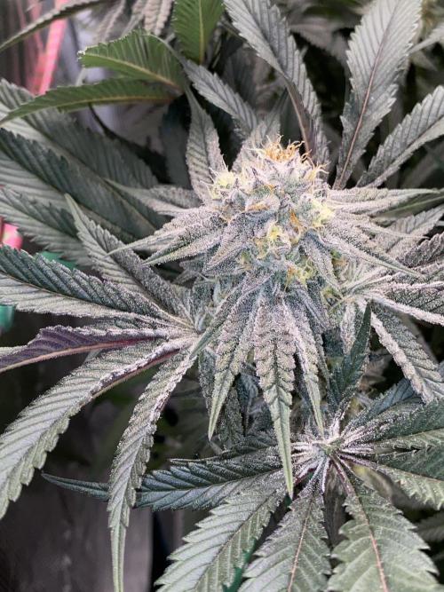 GorillaZ. Week 11 - 20.12