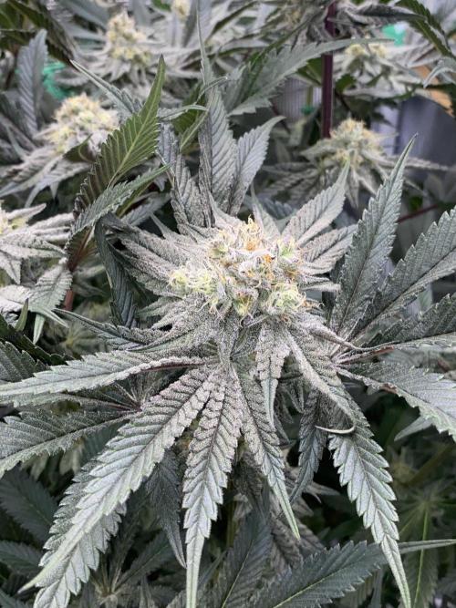 GorillaZ. Week 11 - 20.12