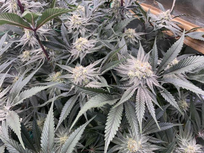 GorillaZ. Week 11 - 20.12