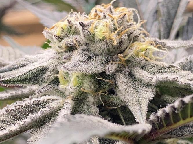 GorillaZ. Week 11 - 23.12