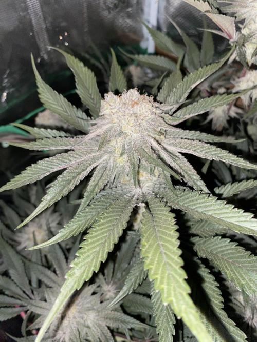 GorillaZ. Week 11 - 23.12