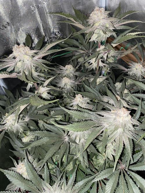 GorillaZ. Week 11 - 23.12