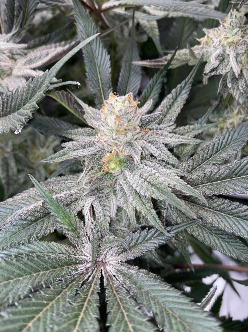 GorillaZ. Week 11 - 23.12