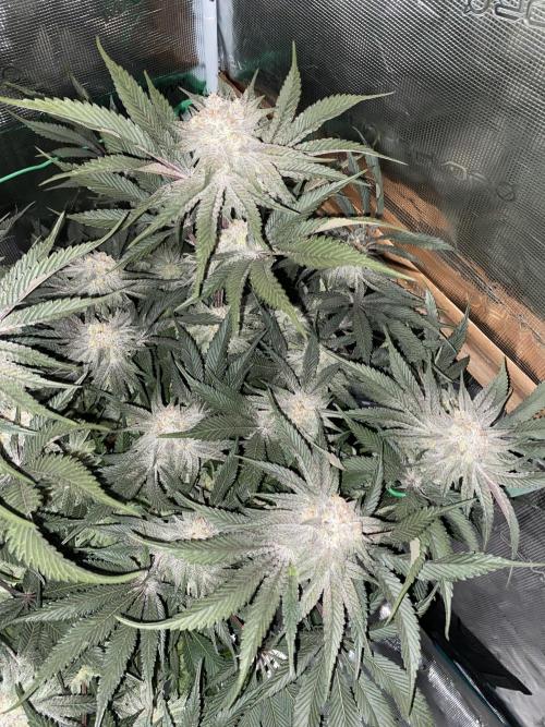 GorillaZ. Week 11 - 23.12