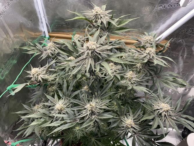 GorillaZ. Week 12 - 25.12