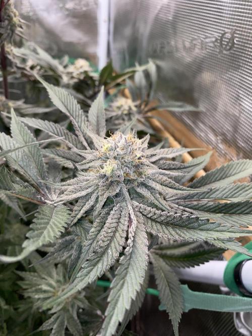 GorillaZ. Week 12 - 25.12