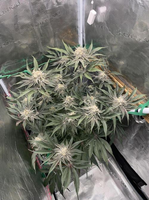 GorillaZ. Week 12 - 28.12